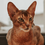 ¿Está aburrido mi gato?