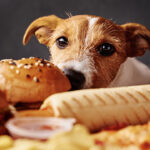 Obesidad en perros