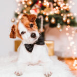 Las ocurrencias de los perros y gatos con nuestro árbol navideño