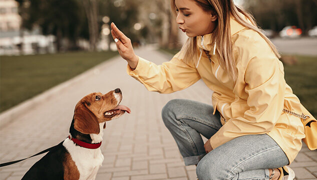 Recomendaciones para enseñarle trucos a tu perro