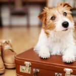 5 datos interesantes sobre los perros