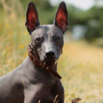 El Xoloitzcuintle mexicano