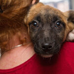 ¿Por qué adoptar un perro?