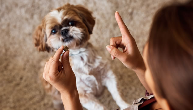 3 sencillos trucos que puedes enseñarle a tu perro