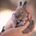 Datos sobre los conejos que quizás no sabías