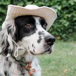 12 nombres para animal de compañía relacionados con lugares