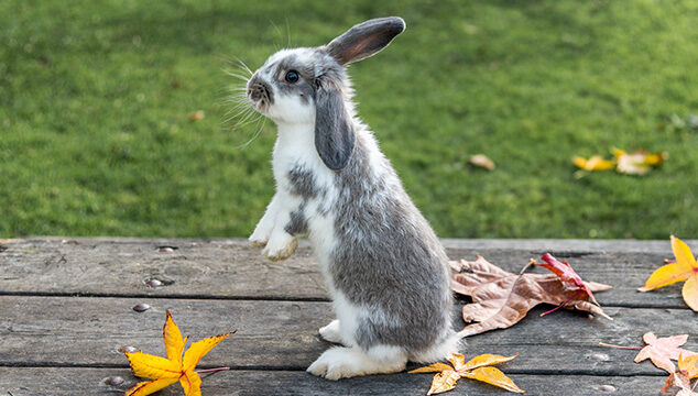 ¿Se pueden entrenar los conejos?