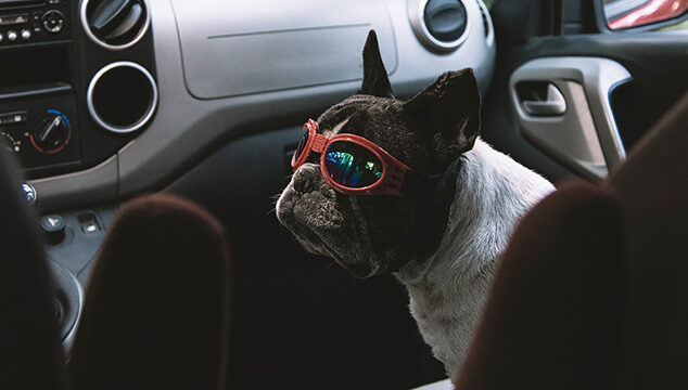 Goggles para perros