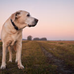 Películas sobre perros para este fin de semana