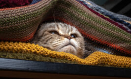 ¿Cómo saber si mi gato tiene frío?