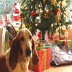 ¿Qué regalarle a mi perro en esta Navidad?