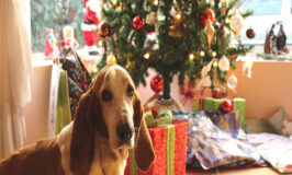 ¿Qué regalarle a mi perro en esta Navidad?