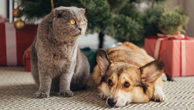 Peligros para nuestros perros y gatos en Navidad