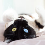 Folletos para la salud de tu gato