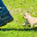 El Test de Campbell para perros