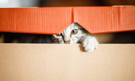 ¿Por qué le encantan las cajas a mi gato?