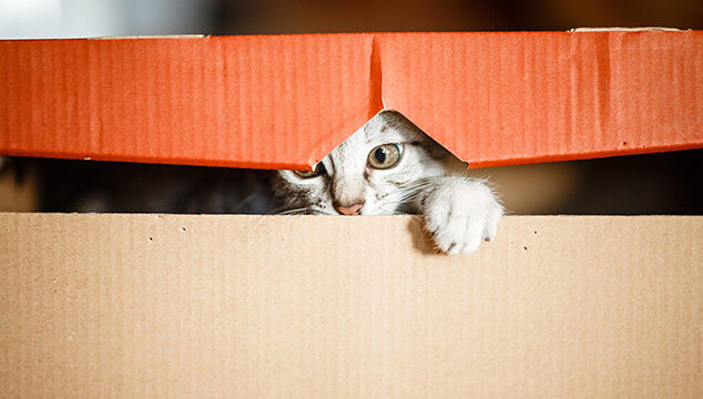 ¿Por qué le encantan las cajas a mi gato?