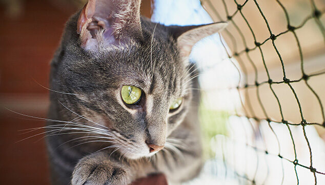 Cómo construirle un catio a tu gato