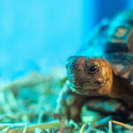 ¿Cómo cuidar a una tortuga en casa?