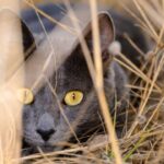 Diferencia entre un gato de casa y uno de exteriores