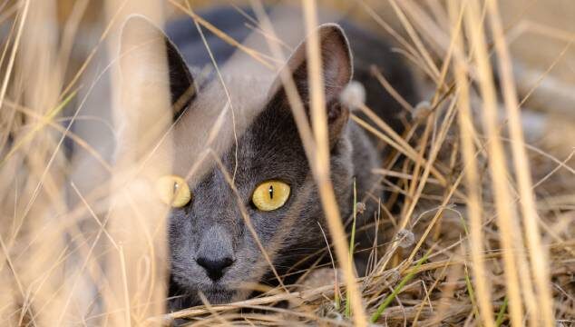 Diferencia entre un gato de casa y uno de exteriores