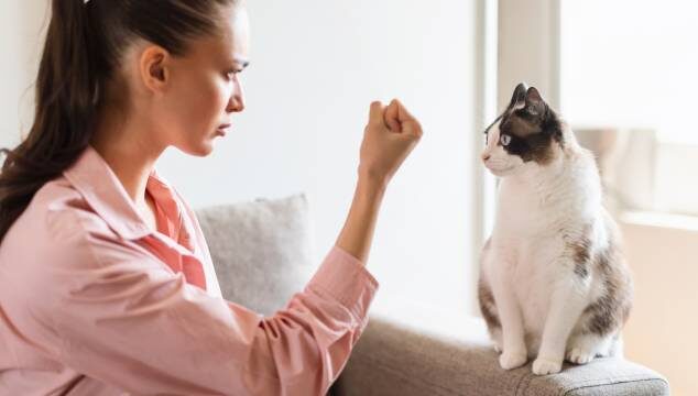 ¿Un gato puede aprender trucos?