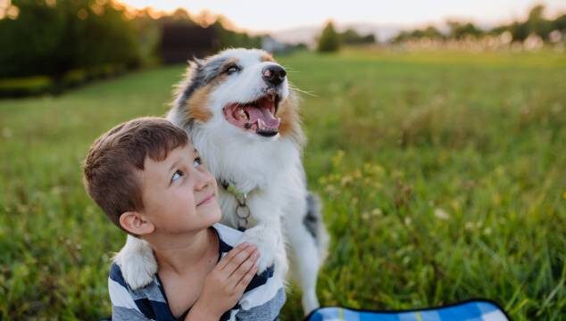 El lazo entre perros y humanos