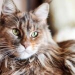 Las características del gato Maine Coon