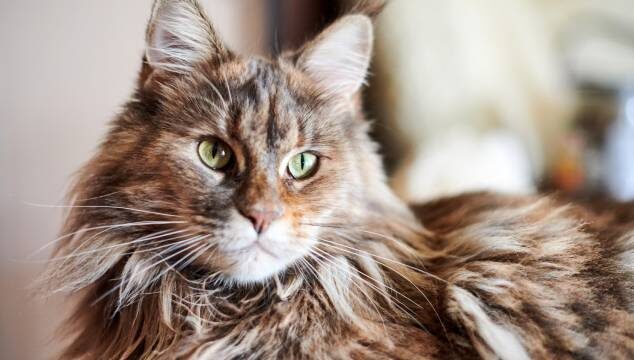 Las características del gato Maine Coon