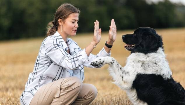 ¿Cómo adiestrar a un perro?