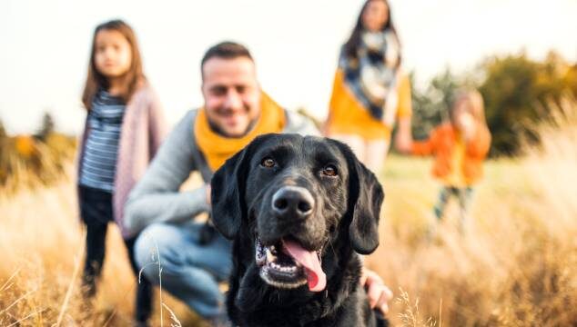 ¿Cuáles son los beneficios de tener un veterinario de cabecera?