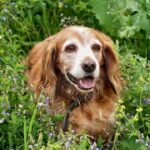 Perros senior o mayores de edad