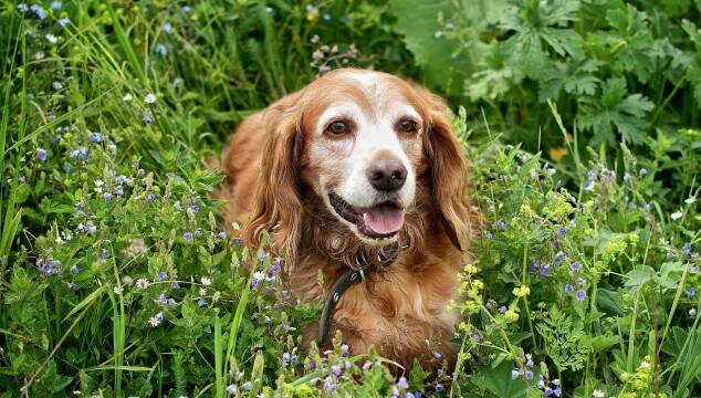 Perros senior o mayores de edad