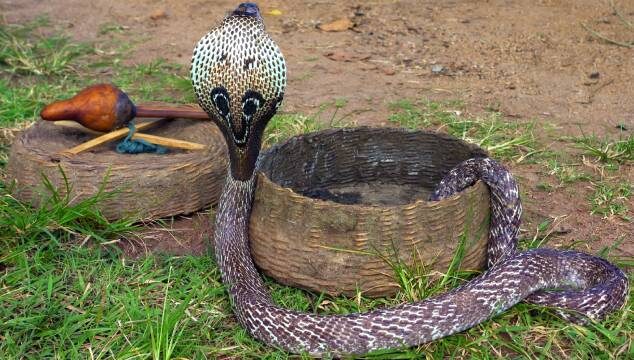 La Cobra India o Cobra de Anteojos