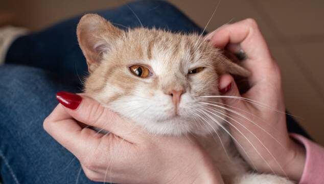 ¿Cómo corregir el mal comportamiento en gatos?