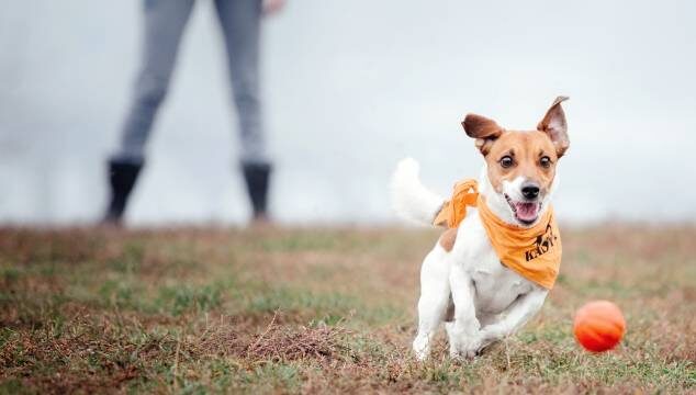 La importancia del ejercicio en perros