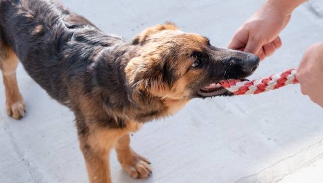 ¿Cómo corregir el mal comportamiento en perros?