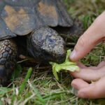 La alimentación en tortugas