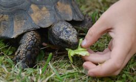 La alimentación en tortugas