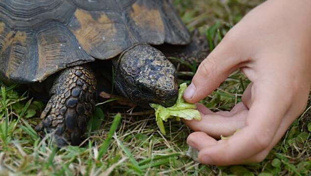 La alimentación en tortugas