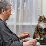 Las mejores razas de gatos para ancianos