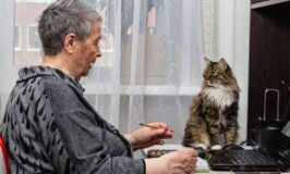 Las mejores razas de gatos para ancianos