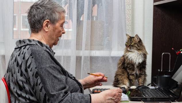 Las mejores razas de gatos para ancianos