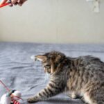 ¿Cómo jugar con mi gato?