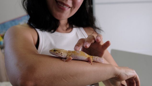 Animales de compañía como presentes