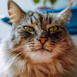 Cómo cuidar a un gato maduro