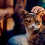 Nombres para gatos