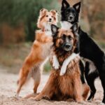 Datos interesantes sobre los perros