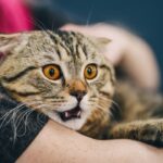 ¿Qué espanta a los gatos?