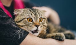 ¿Qué espanta a los gatos?